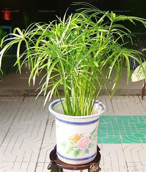 水竹盆栽